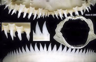 Scymnodon ringens_06.jpg